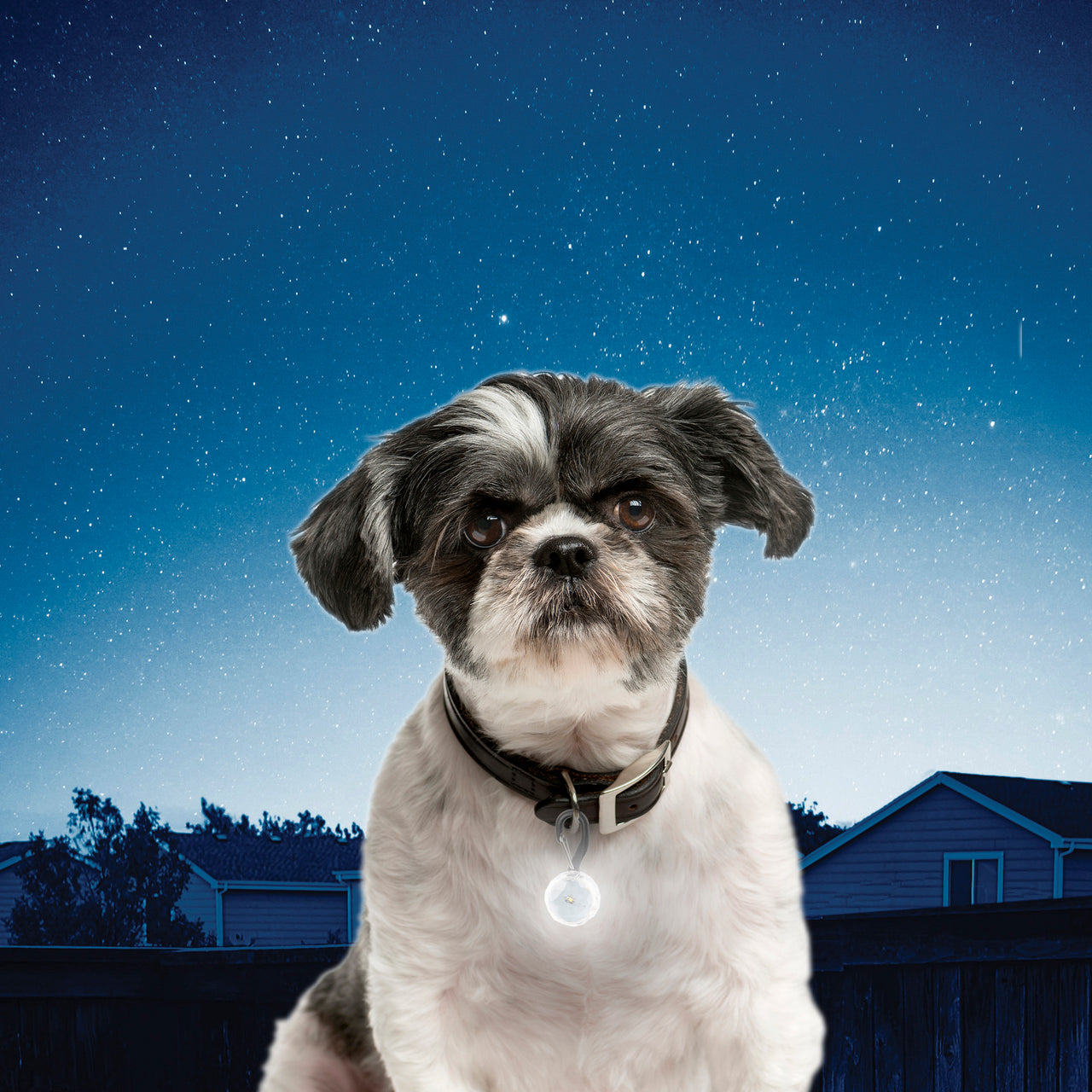 Nite lite collars sale