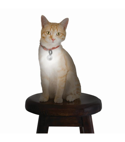PetLit® LED Collar Light - neiteizeify