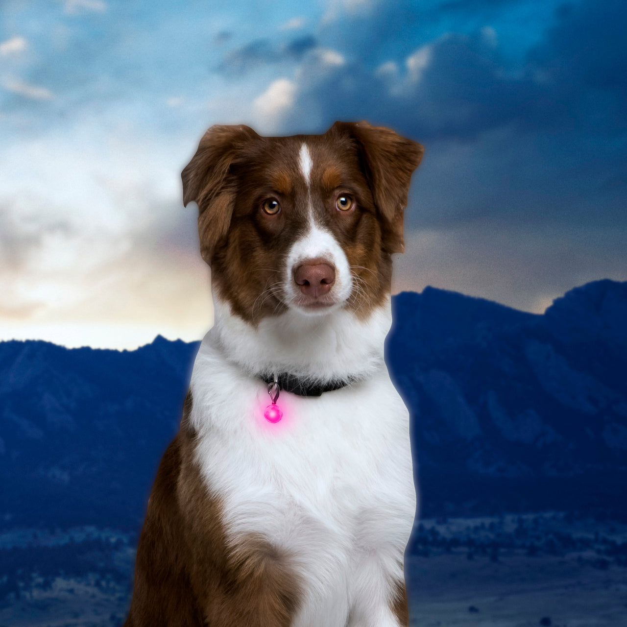PetLit® LED Collar Light
