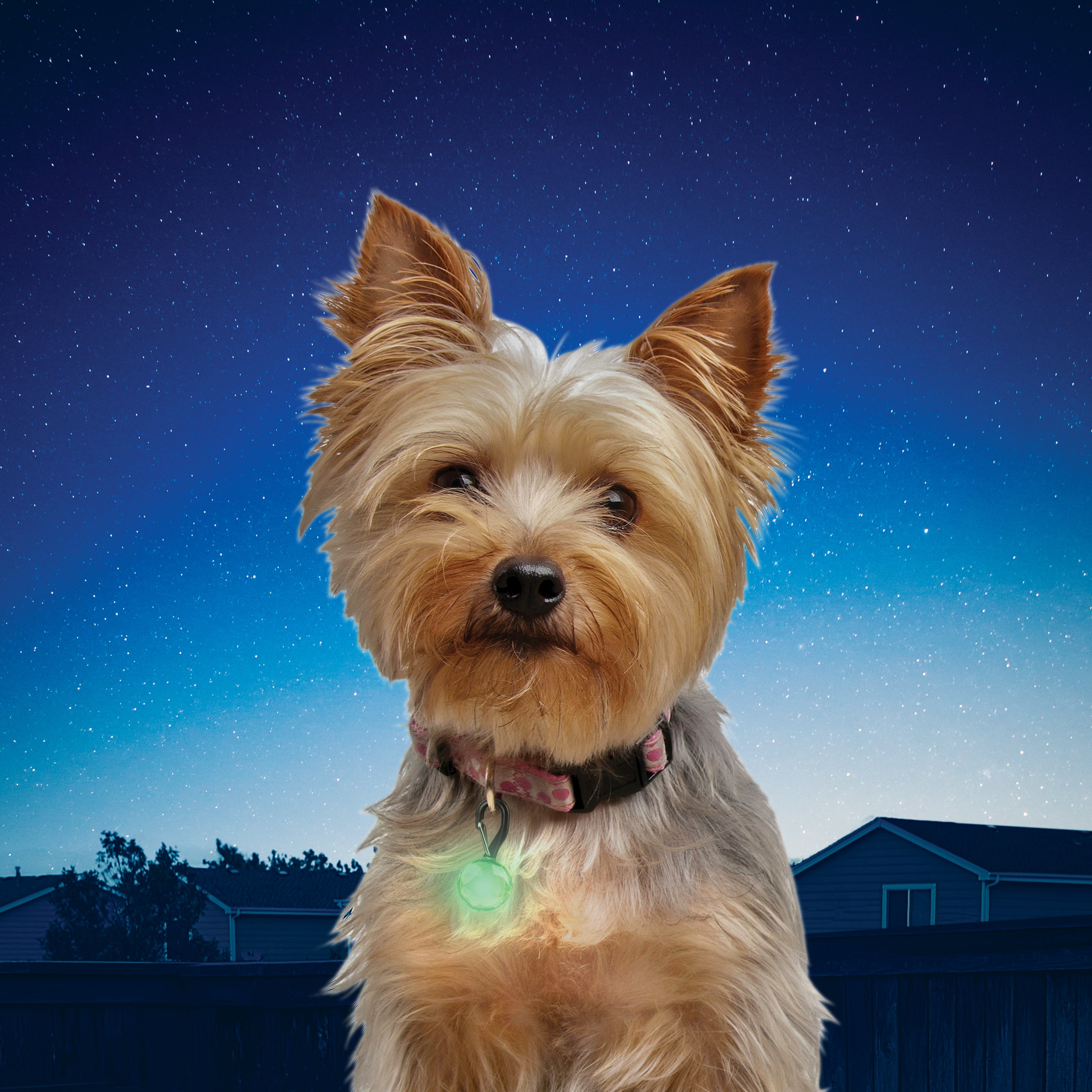 PetLit® LED Collar Light