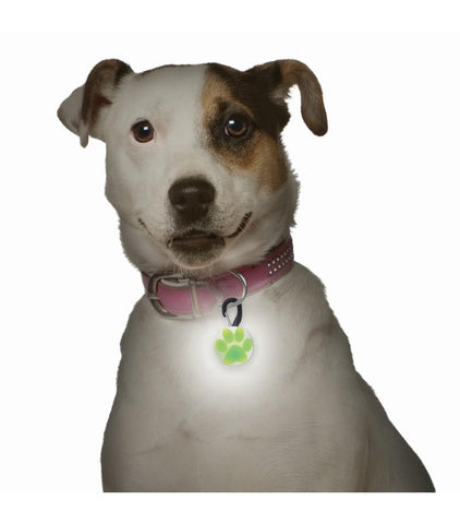 PetLit® LED Collar Light - neiteizeify